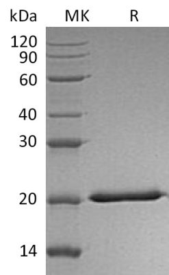 sp-PME30074 CS36 Q8IZJ0 SDS PAGE 0