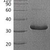sp-PME30075 CU66 P08833 SDS PAGE 0