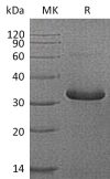 sp-PME30075 CU66 P08833 SDS PAGE 0