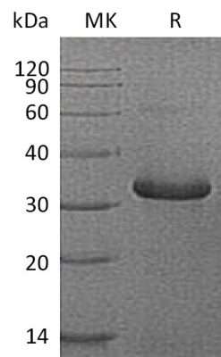 sp-PME30075 CU66 P08833 SDS PAGE 0