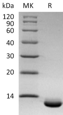 sp-PME30076 C598 P80162 SDS PAGE 0