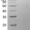 sp-PME30077 C058 O95715 SDS PAGE 0