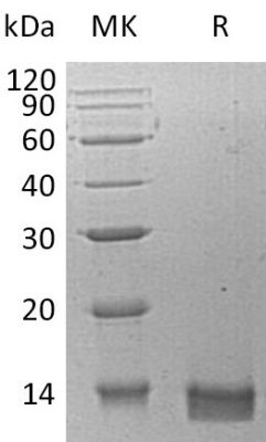 sp-PME30077 C058 O95715 SDS PAGE 0