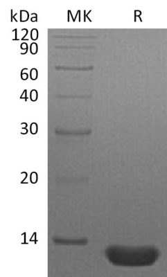sp-PME30078 C061 P10147 SDS PAGE 0