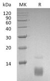 sp-PME30079 C062 P13501 SDS PAGE 0