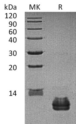 sp-PME30081 C065 Q9Y4X3 SDS PAGE 0