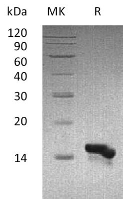 sp-PME30083 C095 Q9NRJ3 SDS PAGE 0