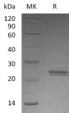 sp-PME30084 C098 P26441 SDS PAGE 0