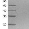 sp-PME30085 C181 P01374 SDS PAGE 0