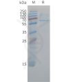 sp-pme c100043 cd73 sp1