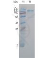 sp-pme c100044 cdh6 sp1