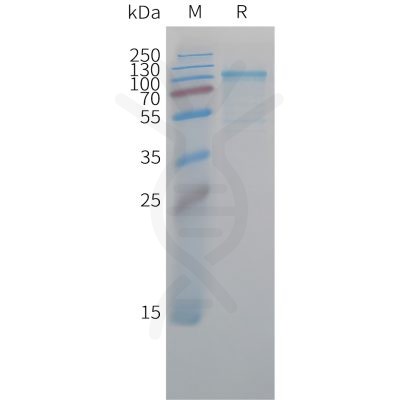 sp-pme c100044 cdh6 sp1