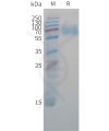 sp-pme c100048 cd47 sp1