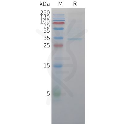 sp-pme c100050 cldn18.2 sp1