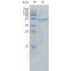 sp-pme c100055 cd79b sp1