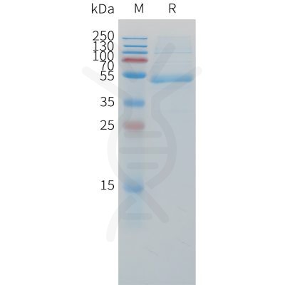 sp-pme c100055 cd79b sp1