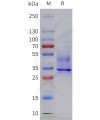 sp-pme c100088 cxcr2 sp1