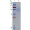 sp-pme c100089 cd19 sp1