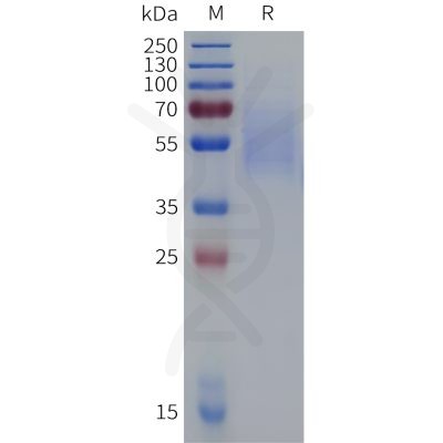 sp-pme c100089 cd19 sp1