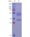 sp-pme c100108 ct83 sp1