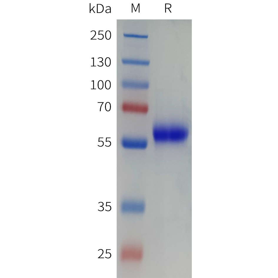 pme-c100109-cd161-sp1.png