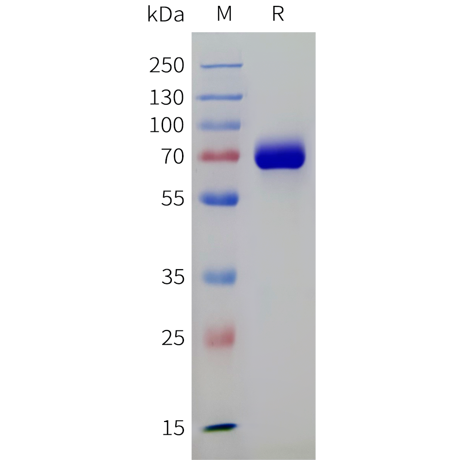pme-c100110-epha2-sp1.png