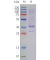 sp-pme c100114 lilrb4 sp1