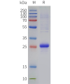 sp-pme c100115 cd8a sp1