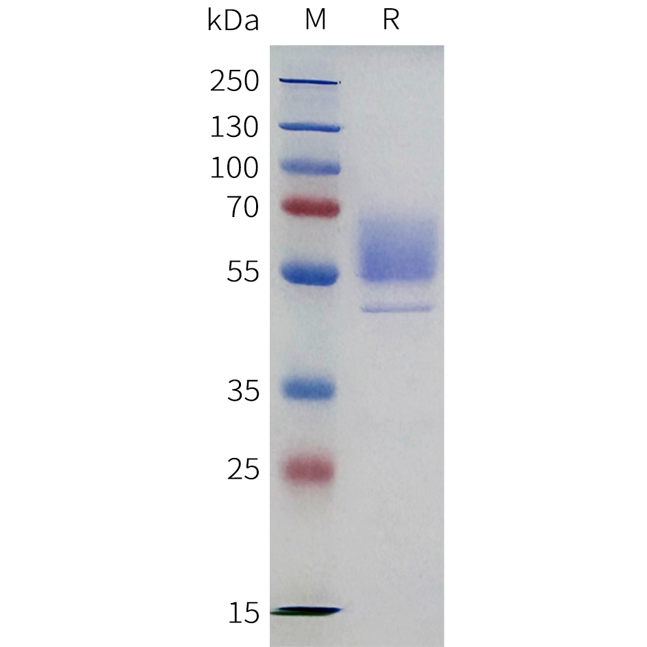 pme-c100117-cd98-sp1.png