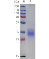 sp-pme c100118 cd2 sp1