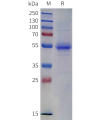 sp-pme c100119 cd4 sp1