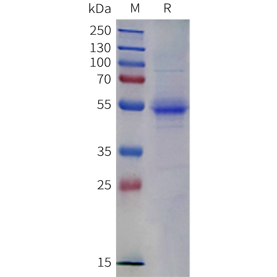 pme-c100119-cd4-sp1.png