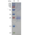sp-pme c100121 cd79b sp1