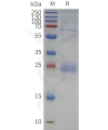 sp-pme c100121b cd79b sp1