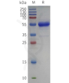 sp-pme c100122 cd79b sp1