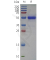 sp-pme c100122b cd79b sp1
