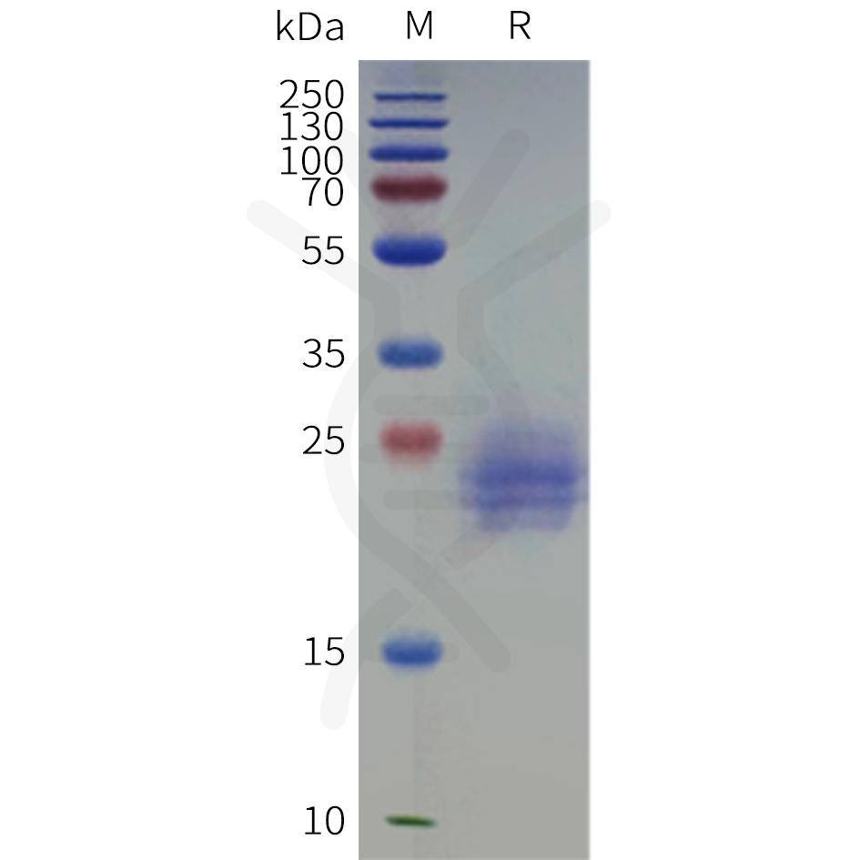 pme-c100123-il6-sp1.png