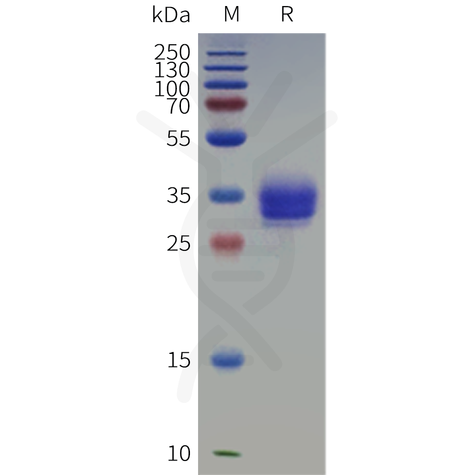 pme-c100124-epcam-sp1.png