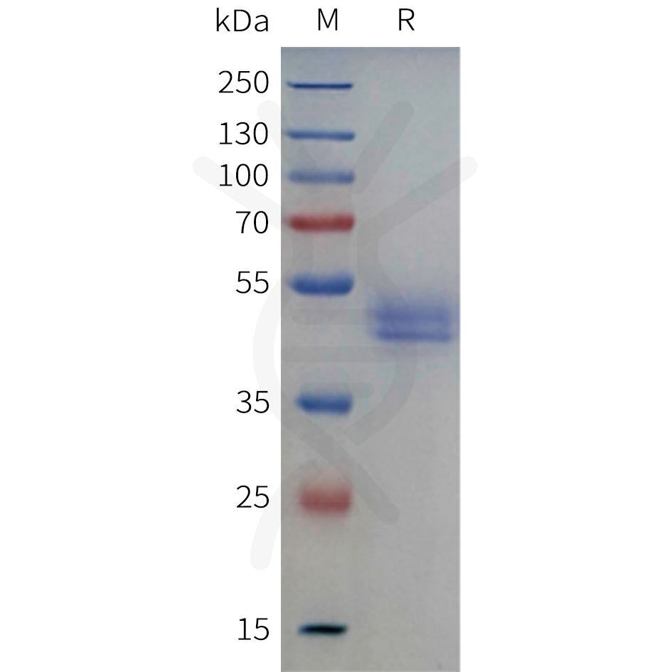 pme-c100126-il17a-sp1.png