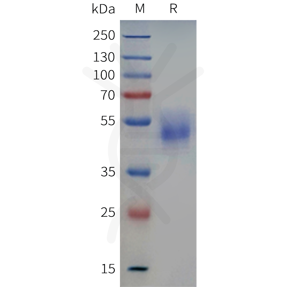 pme-c100127-il22-sp1.png