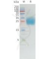 sp-pme d100005 pd 1 sp1