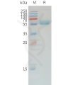 sp-pme d100006 pd 1 sp1