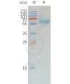 sp-pme d100008 pd 1 sp1