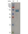 sp-pme m100029 cd7 sp1
