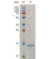 sp-pme m100032 rnase4 sp1