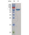 sp-pme m100042 cd40 sp1