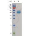 sp-pme m100045 psca sp1