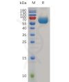 sp-pme m100048 tim3 sp1