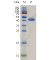 sp-pme m100066 gitr ligand sp1