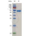 sp-pme m100067 ox40 ligand sp1